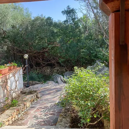 Juniperus 포르투로톤도