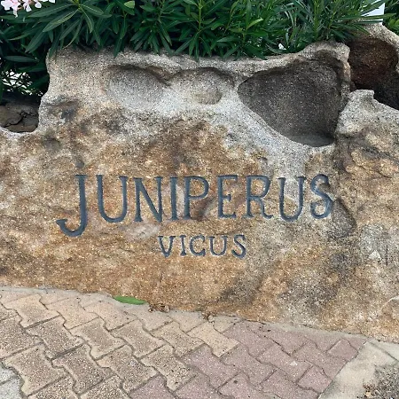 Juniperus Costa Smeralda